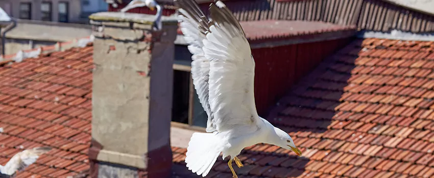 Residential Chimney Animal Removal Solution in Cottonwood Heights, UT