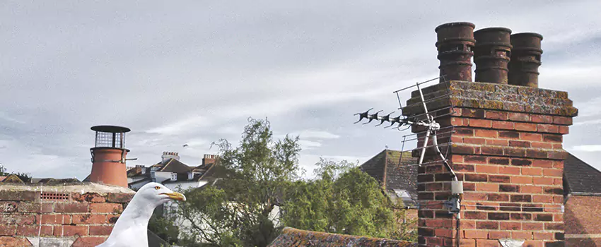 Chimney Cleaning And Restoration in Cottonwood Heights, Utah